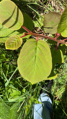 Actinidia chinensis