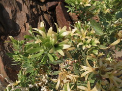 Kissenia capensis