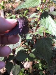 Urtica chamaedryoides