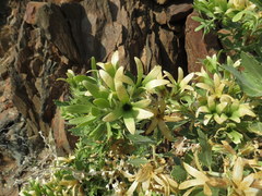 Kissenia capensis