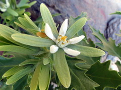 Kissenia capensis