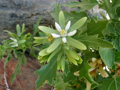 Kissenia capensis