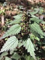 Urtica chamaedryoides
