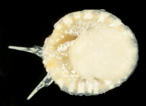 Chinese hat snail