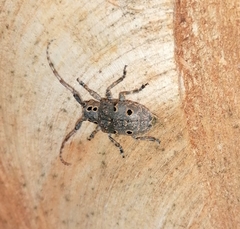 Mesosa curculionoides