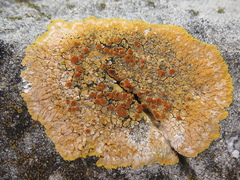 Caloplaca eugyra