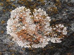 Squamulea galactophylla