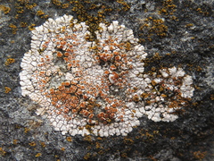 Squamulea galactophylla