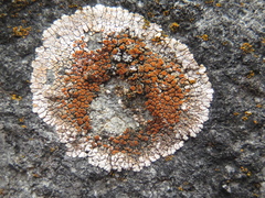 Squamulea galactophylla