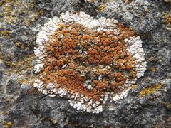 Squamulea galactophylla