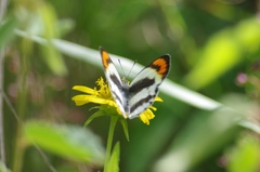 Colotis euippe