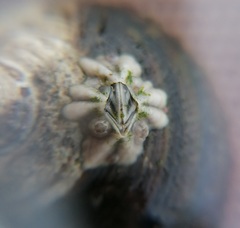 Austrominius modestus