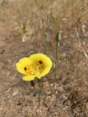 Calochortus luteus