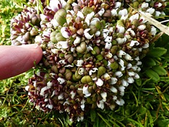 Gentianella cerina
