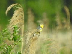 Motacilla citreola