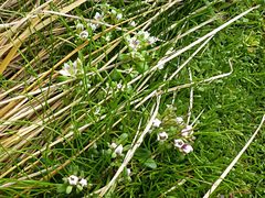 Gentianella cerina