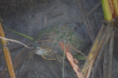 Trachemys gaigeae