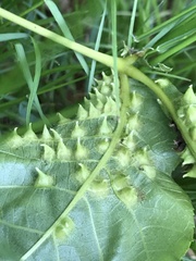 Phylloxera caryaesepta