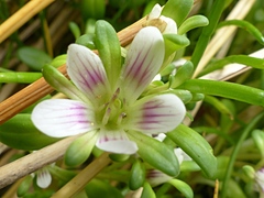 Gentianella cerina