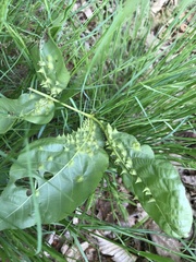 Phylloxera caryaesepta