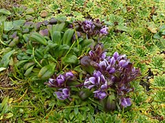 Gentianella cerina