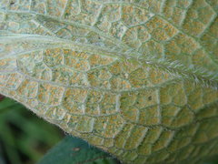 Pucciniastrum symphyti