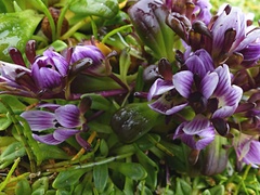 Gentianella cerina