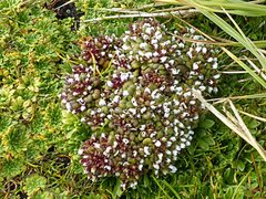 Gentianella cerina
