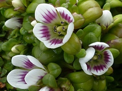Gentianella cerina