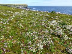 Gentianella cerina