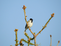 Emberiza schoeniclus