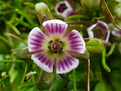 Gentianella cerina