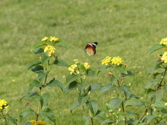 Danaus chrysippus