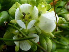 Gentianella cerina