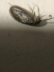 Sympherobius elegans