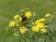 Danaus chrysippus