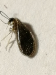 Sympherobius elegans