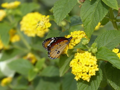 Danaus chrysippus