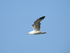 Larus cachinnans
