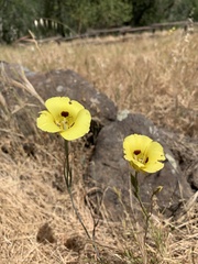 Calochortus luteus