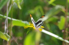 Colotis euippe
