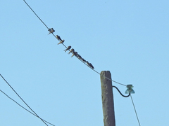 Riparia riparia