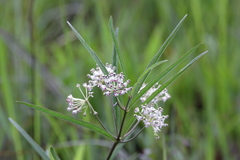 Asclepias longifolia