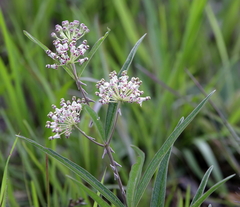 Asclepias longifolia
