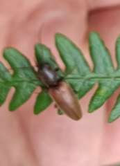 Athous haemorrhoidalis