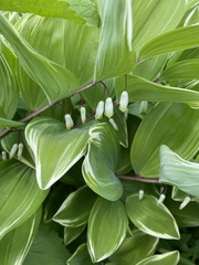 Polygonatum odoratum pluriflorum