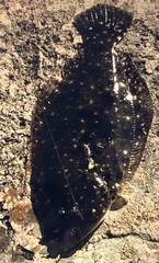 Paralichthys lethostigma