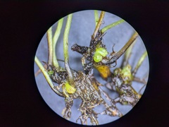 Cystopteris tenuis image