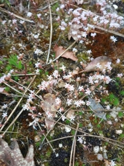 Sedum arenarium