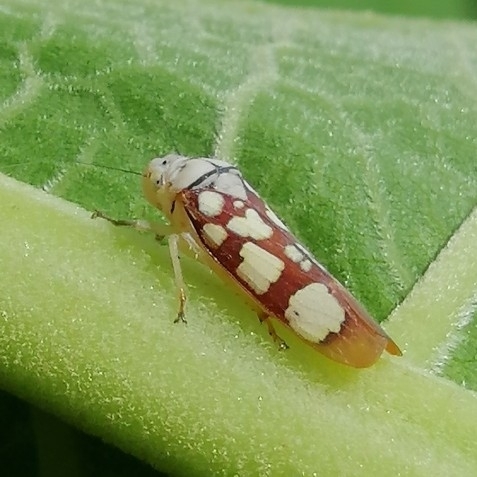 Pseudometopia amblardii